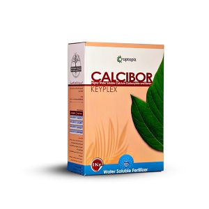 کی پلکس کلسی بر
